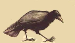 Riddle Raven Rackham