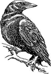 crow-48179_640