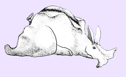 seahare image color2