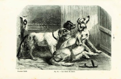 Three Languages dogs