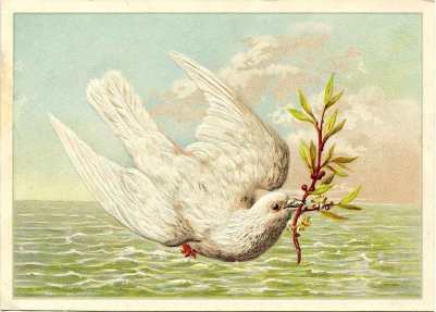 Three Languages dove