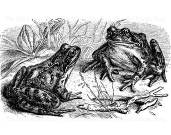 Three Languages frogs